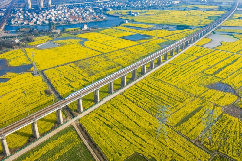 春限定！花畑と列車の絶景が見せる美しさ