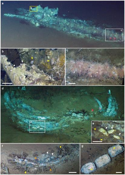 深海の謎！クジラの化石群が発見された理由