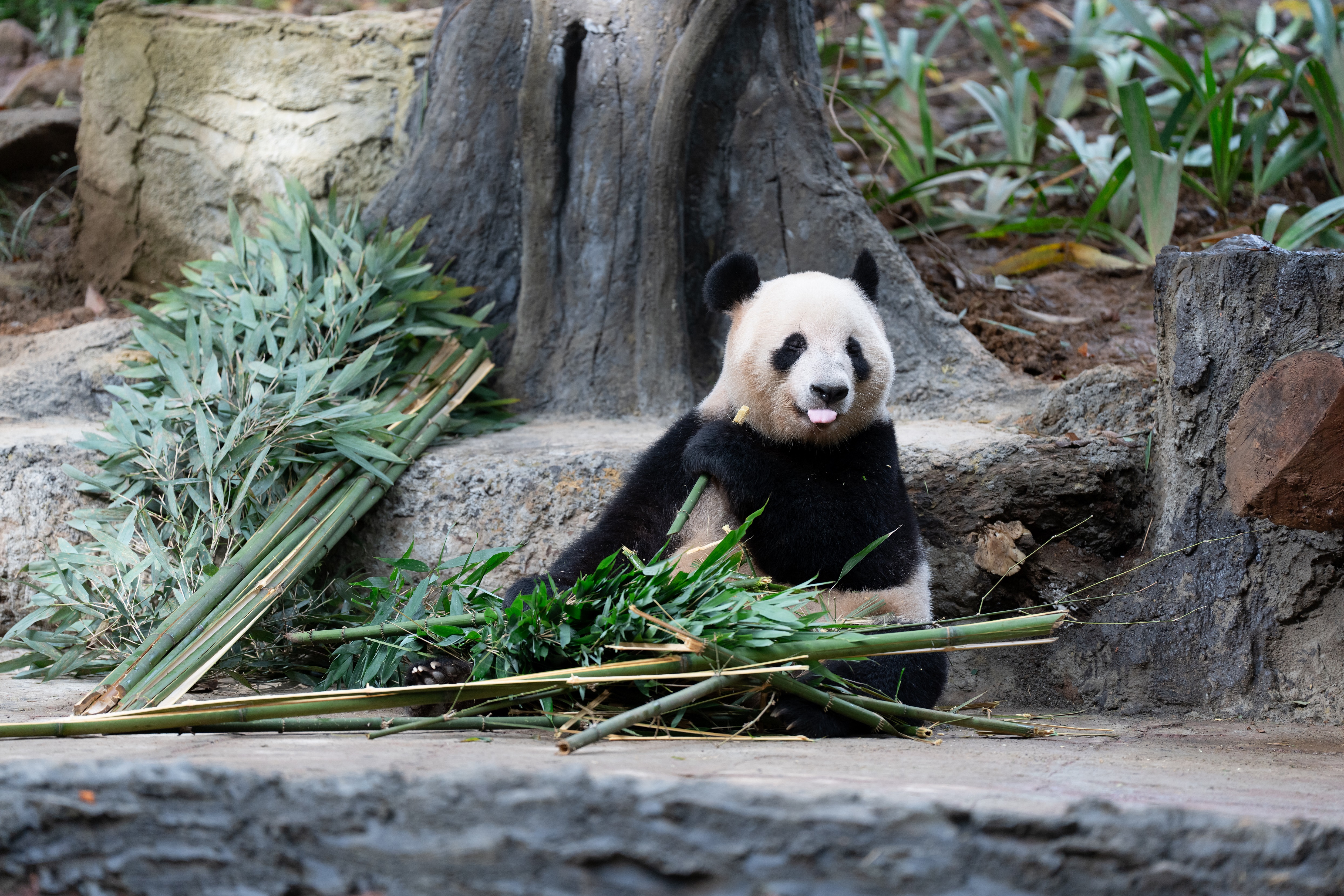 上野動物園の双子パンダ、四川省でお披露目＝中国