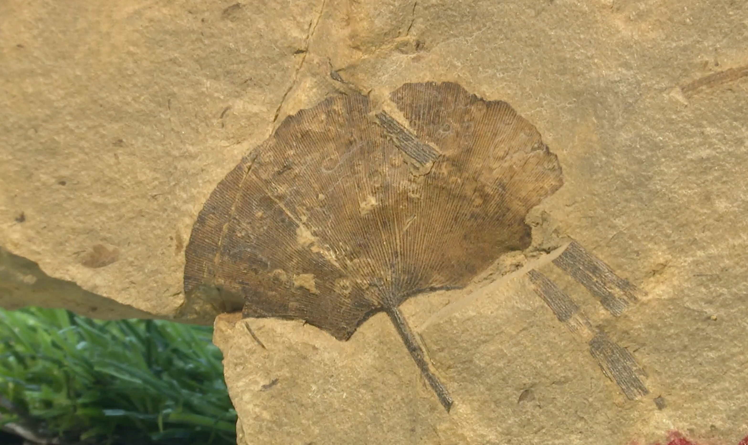 山西省で2億8000万年前のイチョウの化石を発見―中国｜ニフティニュース