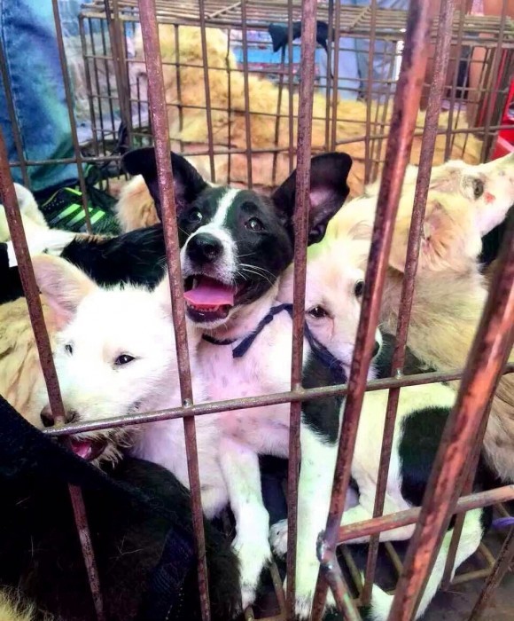 犬を食べる中国で犬展覧会、欧州で開催阻止の動き＝中韓ネット反発「牛や豚はいいのか」「数千年続けてきた犬食文化を放棄しろとでも？」