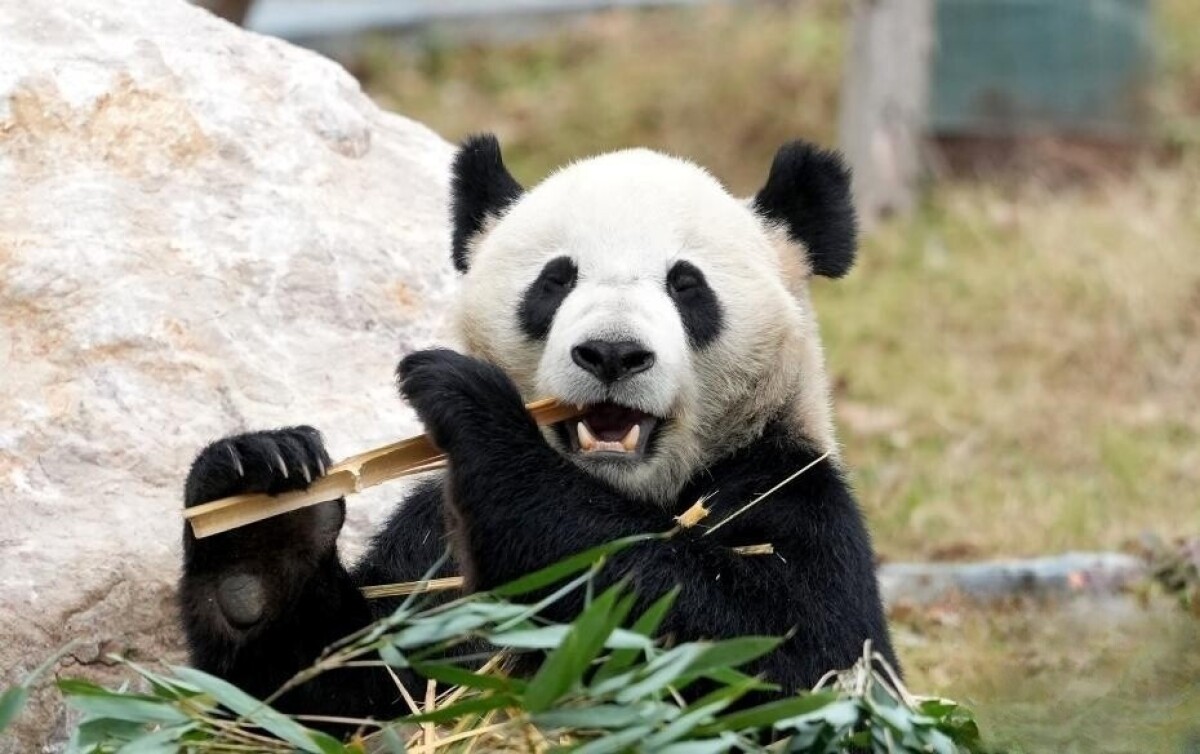 赤ちゃんパンダから高齢パンダまで、保護研究センターの綿陽中華大熊猫