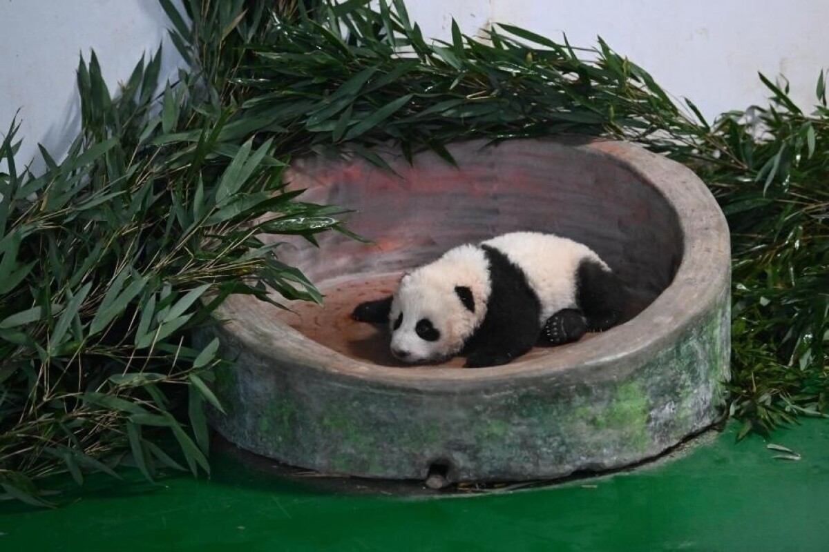 甘粛省初の人工繁殖による赤ちゃんパンダ、生後100日を迎える―中国