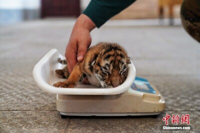 東北虎林園、かわいいトラの赤ちゃん14頭で大忙し―中国