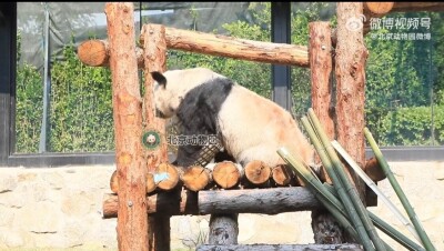 北京動物園が新しいおもちゃで遊ぶパンダ「丫丫」の様子を公開―中国