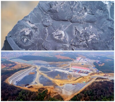 5億年前の古生物の化石を大量発見、高速道路のSA建設現場で―中国